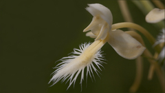 Platanthera × bicolor