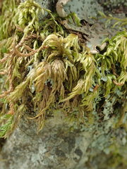 Pseudisothecium cristatum