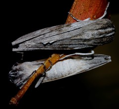 Capusa cuculloides