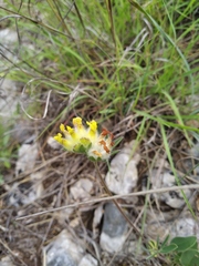 Anthyllis vulneraria boissieri