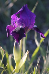Iris bicapitata