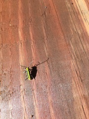 Saperda puncticollis