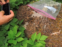 Peltigera elisabethae