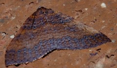 Larentia apotoma