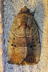 Elaphria fuscimacula