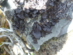 Umbilicaria polyrrhiza