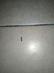 Insecta