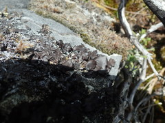 Umbilicaria polyrrhiza