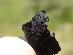 Umbilicaria polyrrhiza