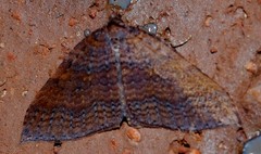 Larentia apotoma