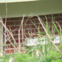 Ficedula zanthopygia