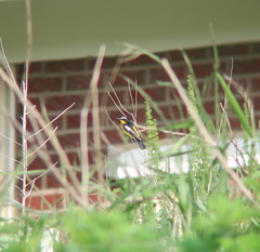 Ficedula zanthopygia