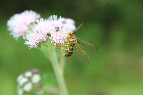 Argyroeides vespina