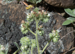 Phacelia corymbosa
