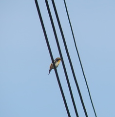 Ficedula