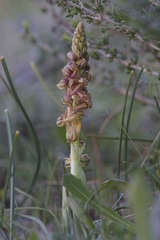 Orchis anthropophora
