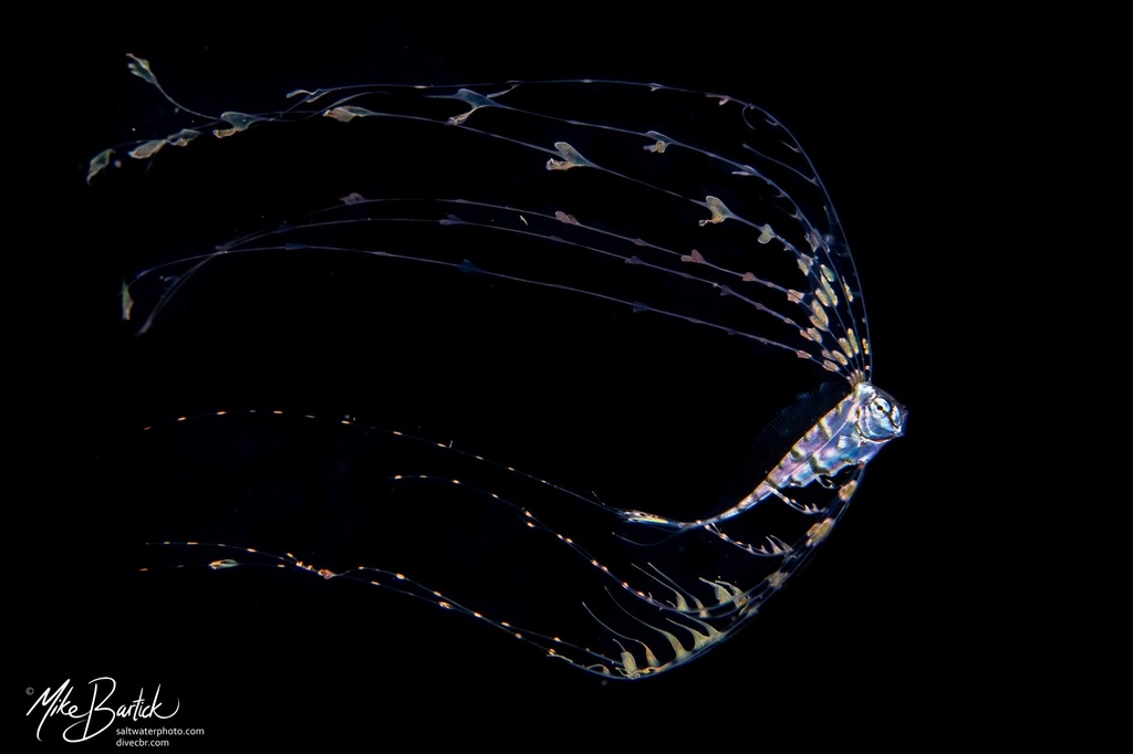 Scalloped ribbonfish (Zu cristatus) — Trachipteridae