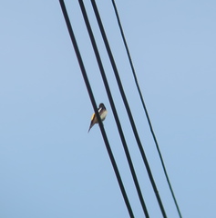 Ficedula