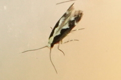 Agnippe prunifoliella