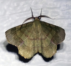 Erastria decrepitaria