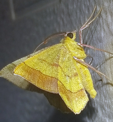 Erastria decrepitaria
