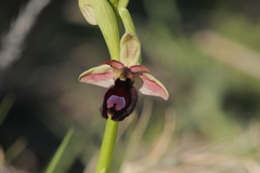 Ophrys bertolonii bertoloniiformis