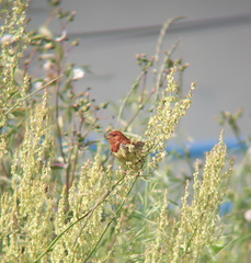 Emberiza rutila