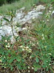 Melilotus neapolitanus