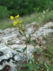 Melilotus neapolitanus