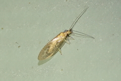 Hemerobiinae