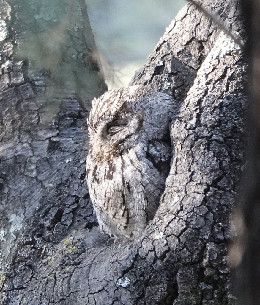 Arizona Whiskered Screech-Owl