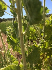 Malacothamnus aboriginum