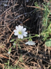 Cerastium elongatum