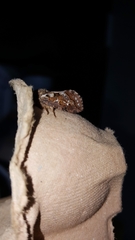 Korscheltellus fusconebulosa