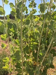 Malacothamnus aboriginum