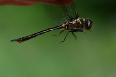 Somatochlora kennedyi