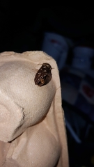 Korscheltellus fusconebulosa