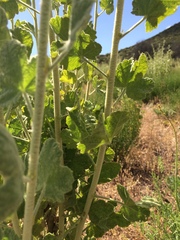 Malacothamnus aboriginum