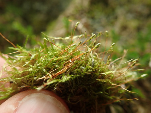 Image of Plagiothecium piliferum by no rights reserved