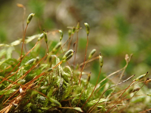 Image of Plagiothecium piliferum by no rights reserved