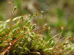 Plagiothecium piliferum