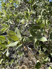 Quercus peninsularis