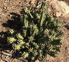 Euphorbia mammillaris