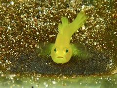 Lubricogobius exiguus