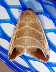 Bagisara praecelsa