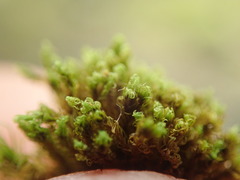 Grimmia torquata