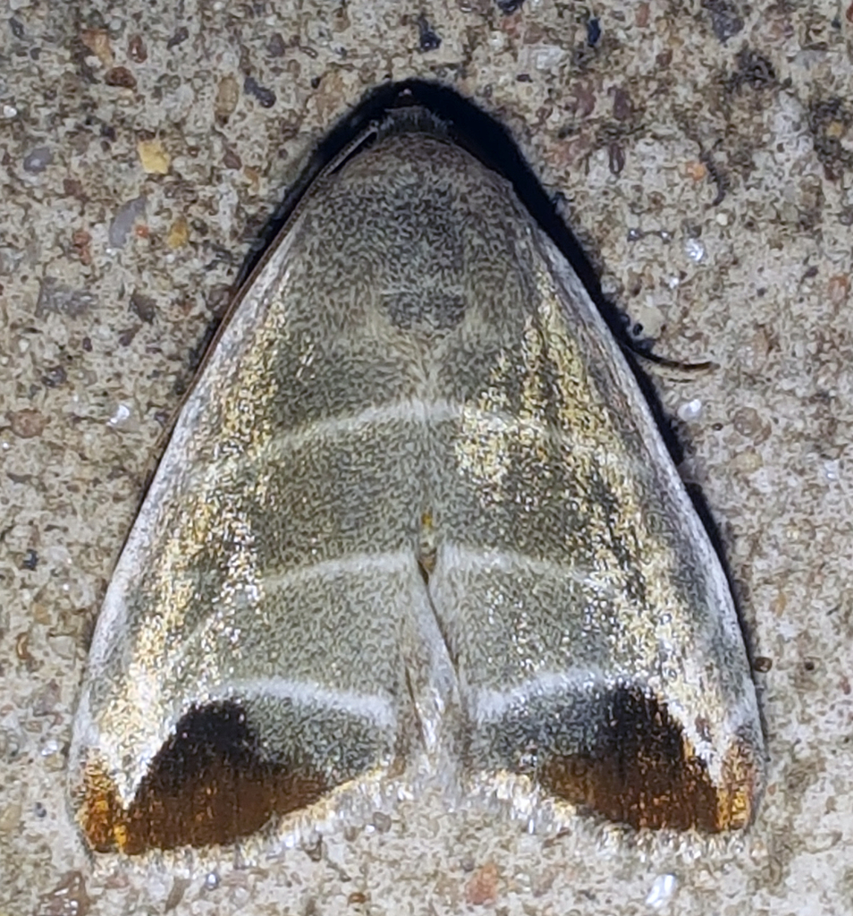 Rapid Mallow Moth