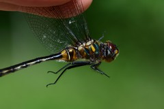 Somatochlora kennedyi