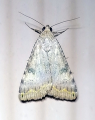 Melipotini