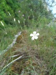 Dianthus marschallii
